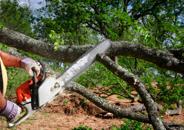 Mulching Services in East Valley, NV